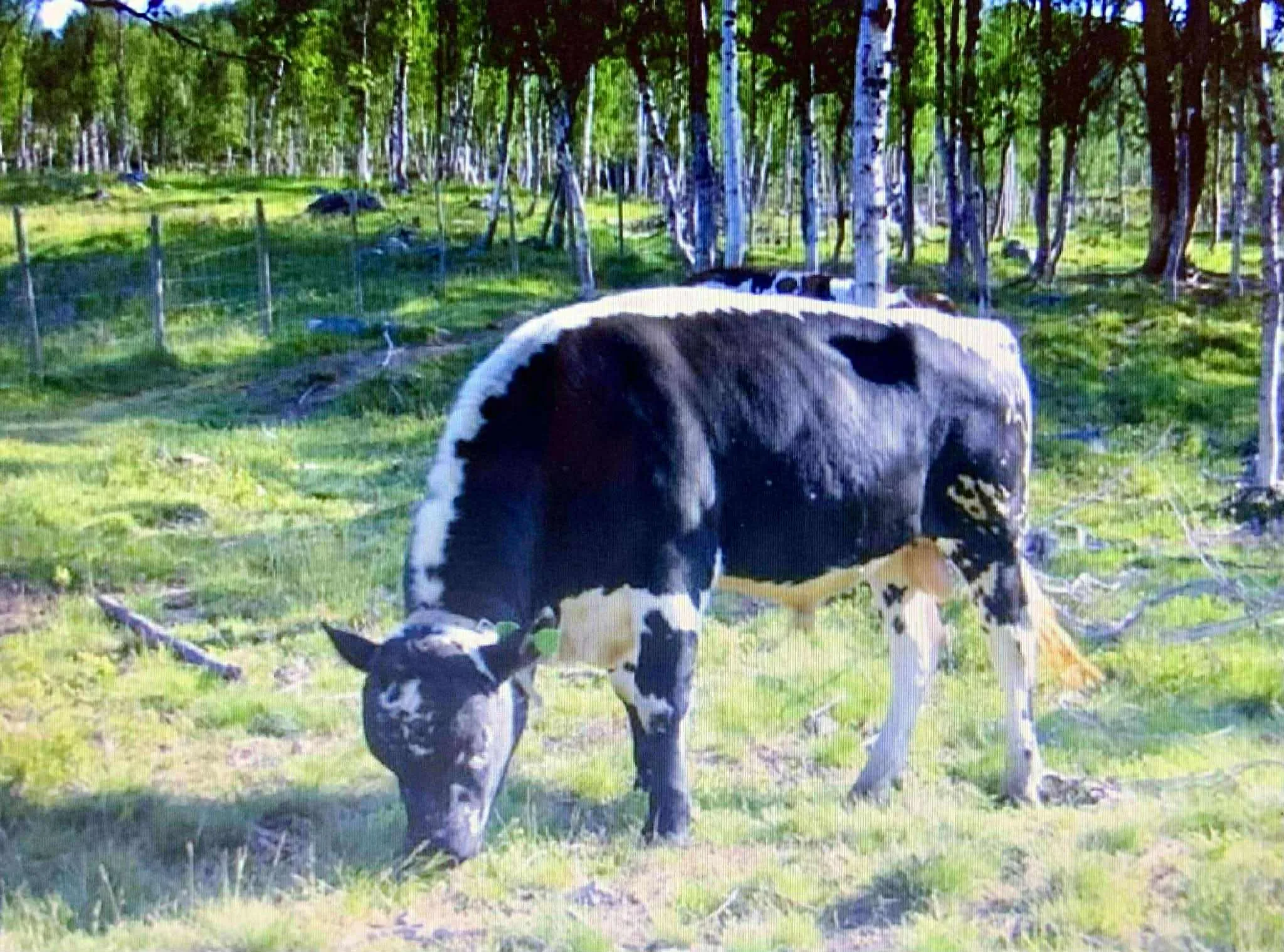 Bilde fra livet
