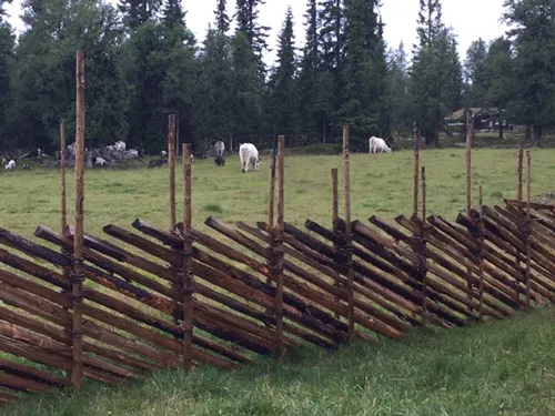 Dyra på jordet